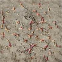 Laconia New Hampshire What Happened To Backpage Escorts